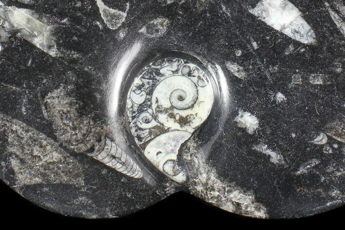 Heart Shaped Fossil Goniatite Dish #73768